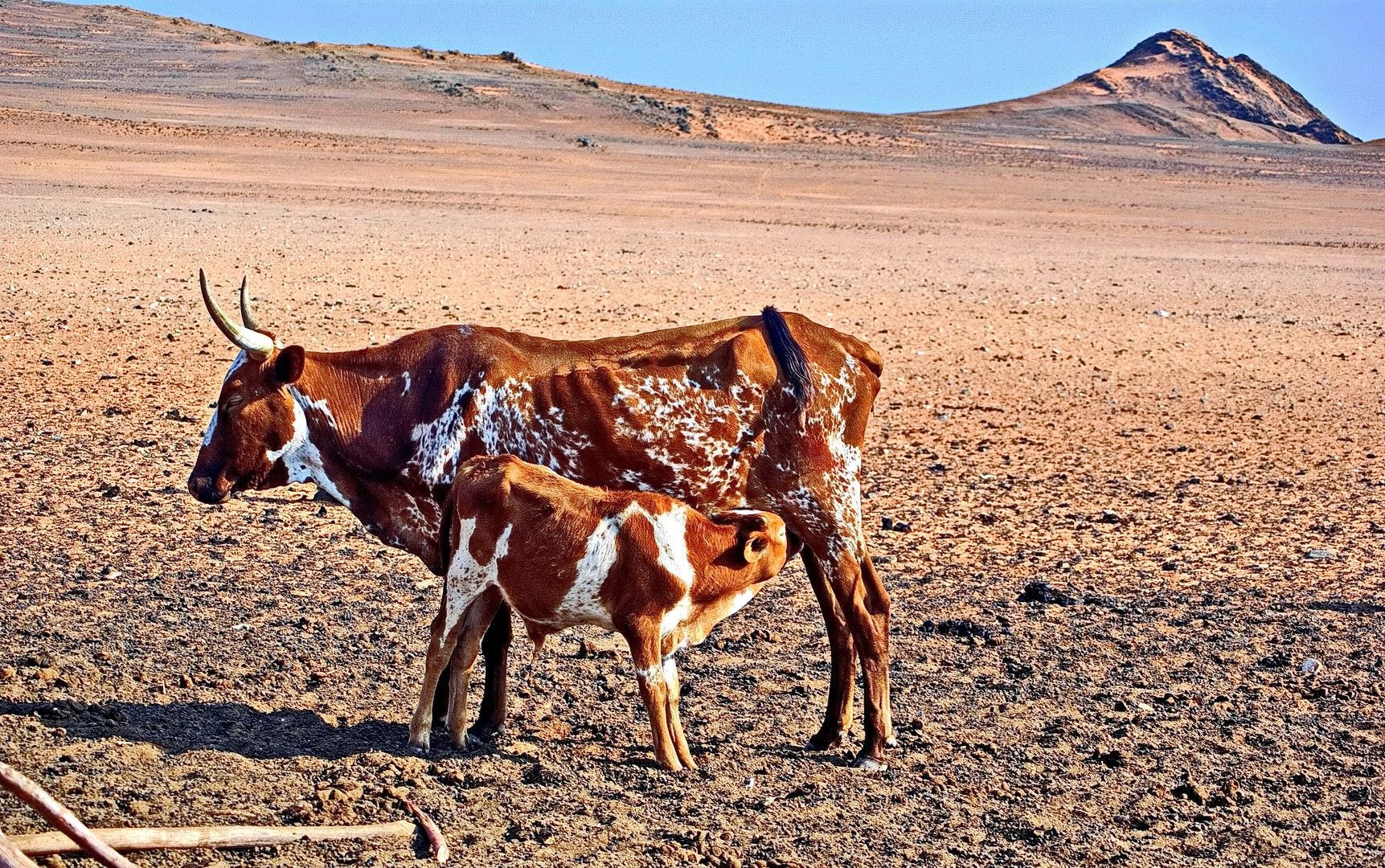 Himba - Rinder im Hartmannvalley