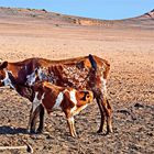 Himba - Rinder im Hartmannvalley