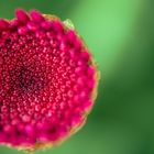 Himbeer-Blume