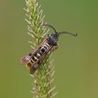 Himbeer-Glasflügler (Pennisetia hylaeiformis)