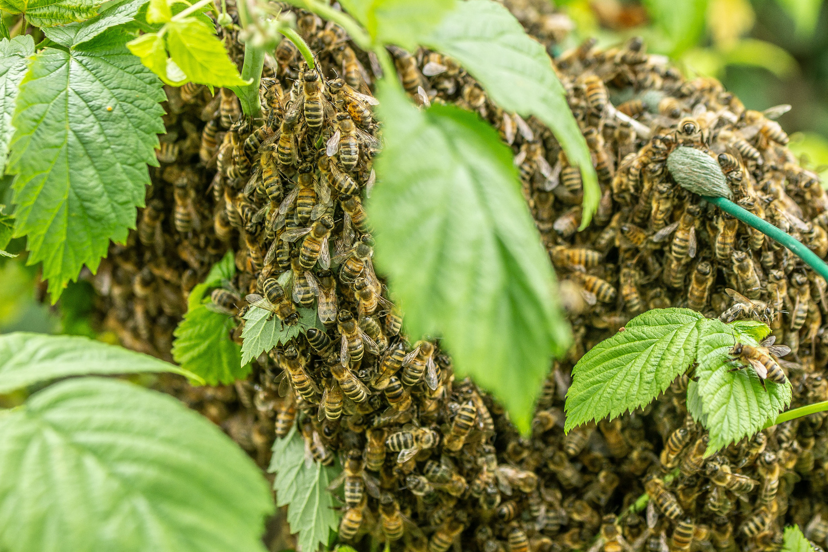 Himbeerbienennest