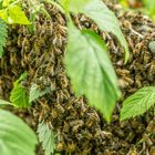 Himbeerbienennest