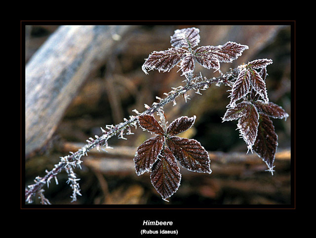 Himbeerblätter im Frost