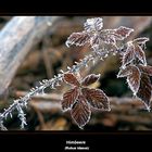 Himbeerblätter im Frost