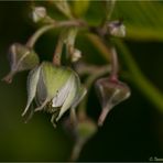 Himbeerblüte.