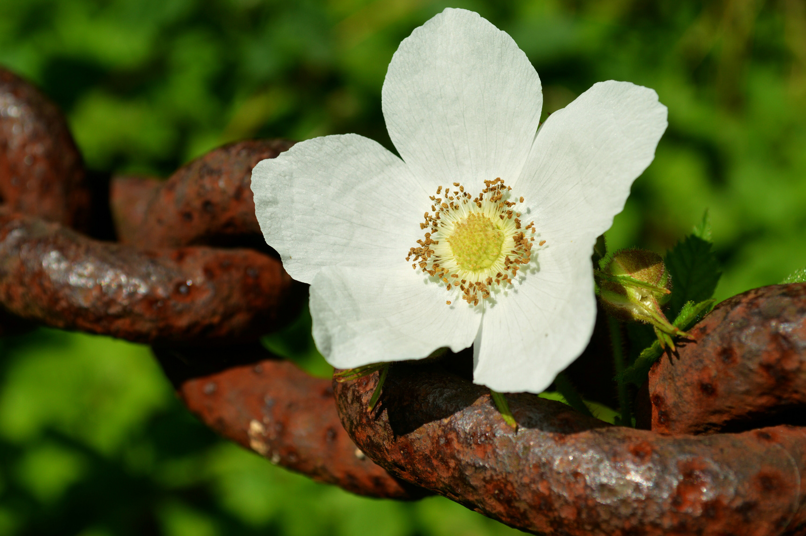 Himbeerblüte