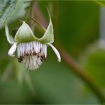 Himbeerblüte...