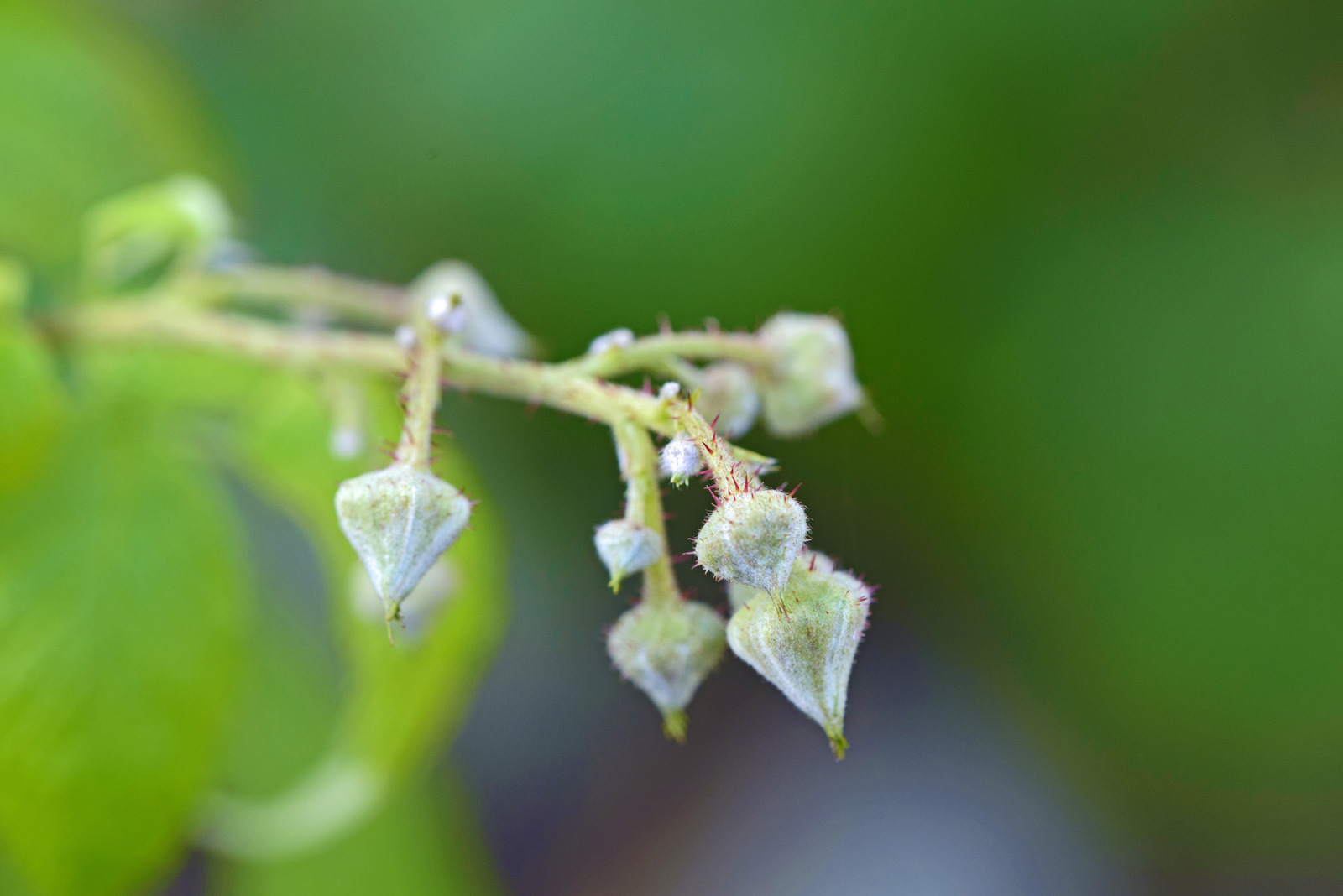 Himbeerblüte.