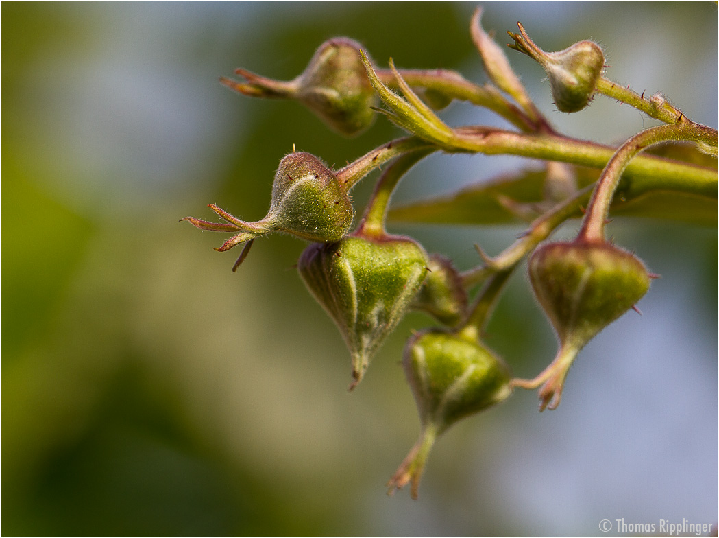 Himbeerblüte..