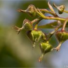 Himbeerblüte..