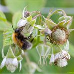 Himbeerblüte mit Biene