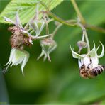 Himbeerblüte mit Biene .