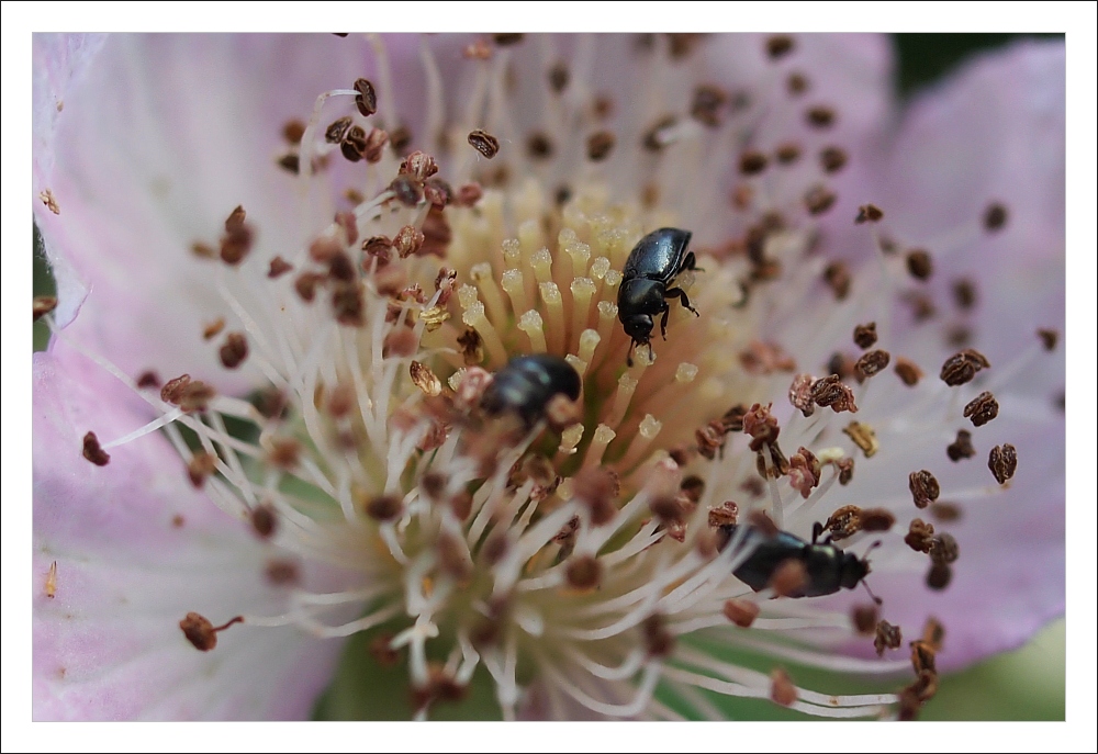 Himbeerblüte mit viel Besuch