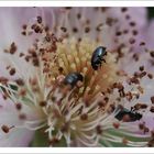 Himbeerblüte mit viel Besuch