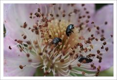 Himbeerblüte mit viel Besuch