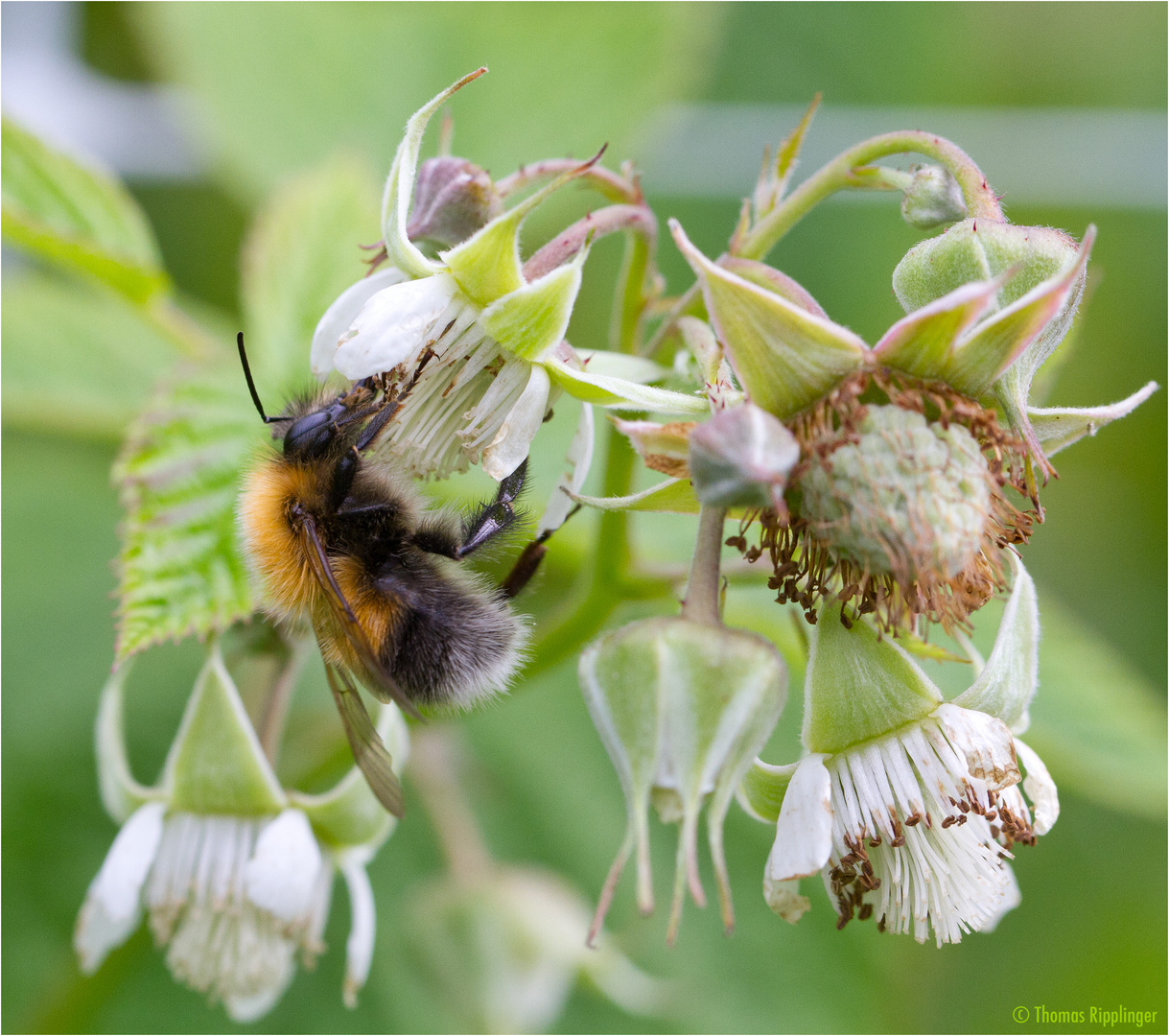 Himbeerblüten und die Bienen...