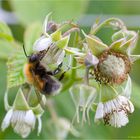 Himbeerblüten und die Bienen...