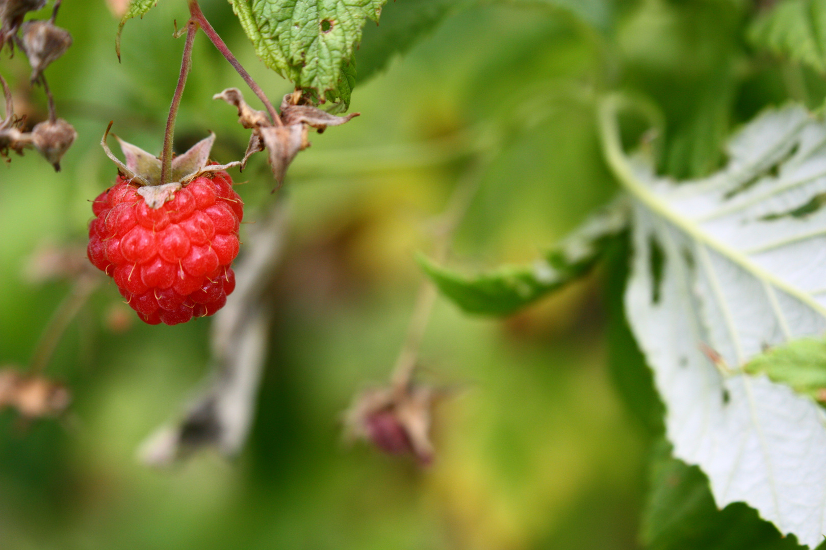 Himbeere im Garten