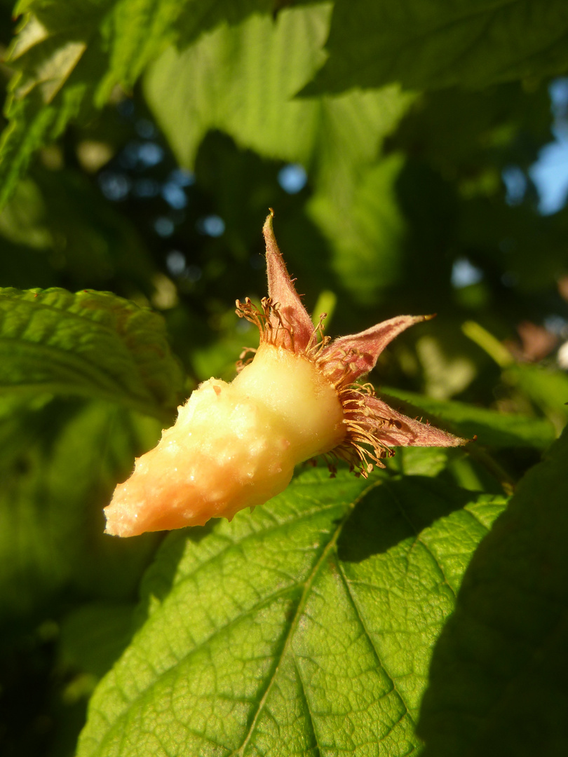 Himbeere - Nachher