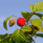 Himbeere (Rubus idaeus) 5094