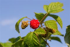 Himbeere (Rubus idaeus) 5094