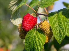 Himbeere (Rubus idaeus) 5097