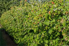 Himbeere (Rubus idaeus) 5100