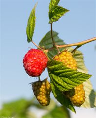 Himbeere (Rubus idaeus) 5105