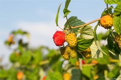 Himbeere (Rubus idaeus) 5108