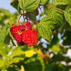 Himbeere (Rubus idaeus) 5109