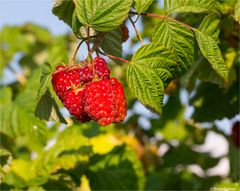 Himbeere (Rubus idaeus) 5109