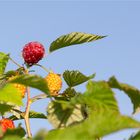 Himbeere (Rubus idaeus) 5114