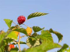 Himbeere (Rubus idaeus) 5114