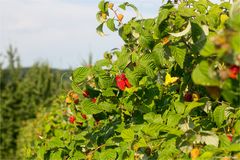 Himbeere (Rubus idaeus) 5115