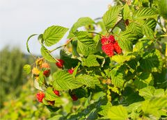 Himbeere (Rubus idaeus) 5118