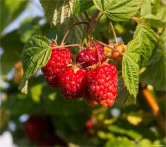 Himbeere (Rubus idaeus) 5121