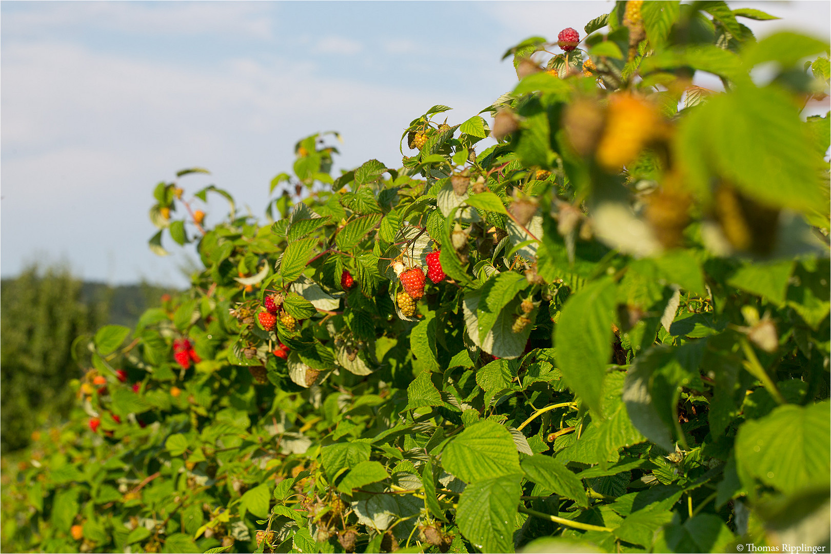 Himbeere (Rubus idaeus) 5124