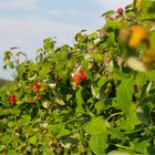 Himbeere (Rubus idaeus) 5124