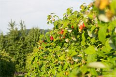 Himbeere (Rubus idaeus) 5127