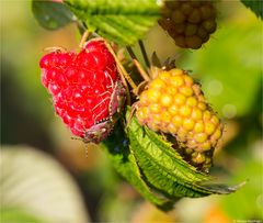 Himbeere (Rubus idaeus) 5148