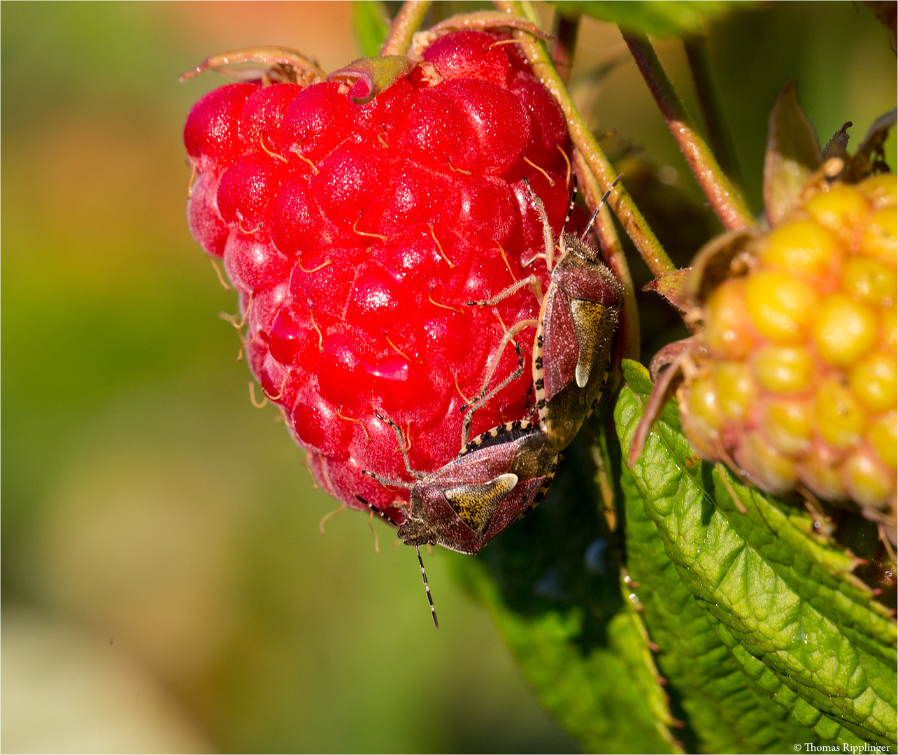 Himbeere (Rubus idaeus) 5151