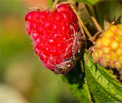 Himbeere (Rubus idaeus) 5151