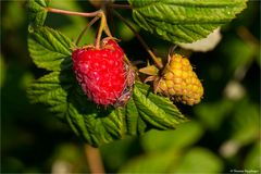 Himbeere (Rubus idaeus)