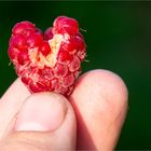 Himbeere (Rubus idaeus) mit Wasserscahden 5135