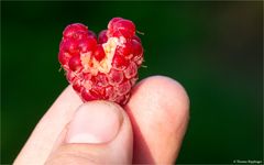 Himbeere (Rubus idaeus) mit Wasserscahden 5135