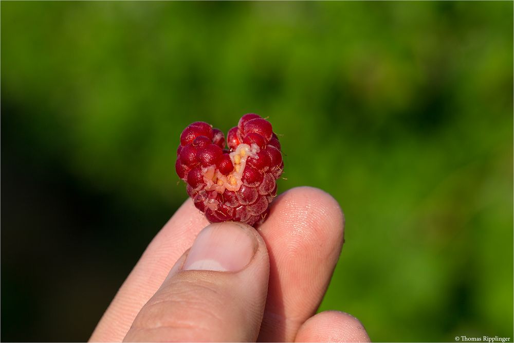 Himbeere (Rubus idaeus) mit Wasserscahden 5136