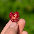 Himbeere (Rubus idaeus) mit Wasserscahden 5136