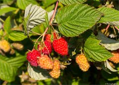 Himbeere (Rubus idaeus) mit Wasserscahden 5139