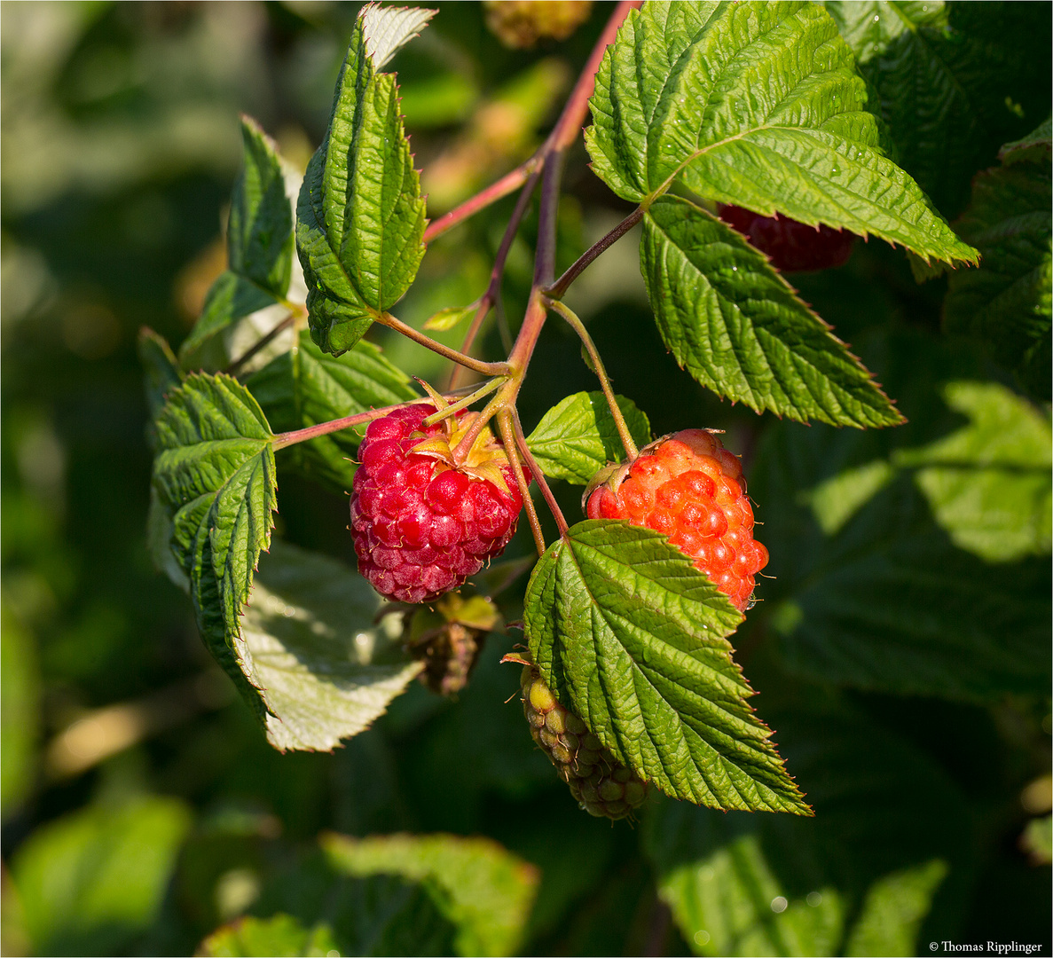 Himbeere (Rubus idaeus) mit Wasserscahden 5142