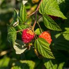 Himbeere (Rubus idaeus) mit Wasserscahden 5142